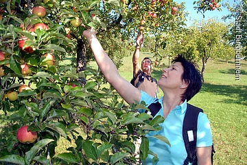 Streuobstlandschaft (Burgbernheim, Romantisches Franken)