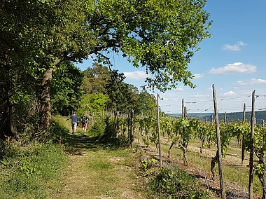 Panoramaweg (Lauda-Königshofen, Liebliches Taubertal)